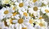 Marguerites