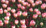 Tulipes