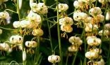 Fleur clochette