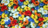 Marguerites...