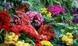 Massif fleuri