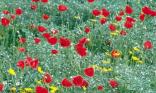 Champ de coquelicot