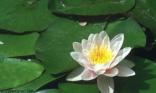 Fleur de nénuphar