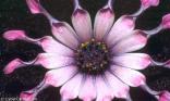 Fleur