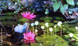 Nénuphar
