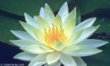 Fleur de nénuphar