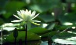 Nénuphar blanc