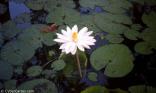 Nénuphar