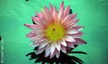 Nénuphar rose