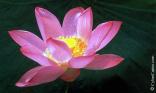 Nénuphar rose