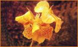 Orchidée