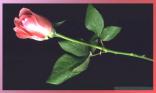 Une rose