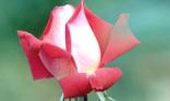 Rose rose