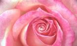 Coeur de rose