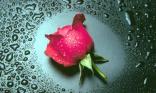 Bouton de rose