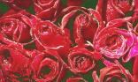 Bouquet de roses