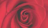 Rose rouge