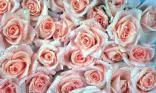 Bouquet de rose