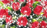 Rose et gypsophile
