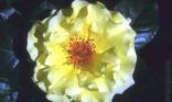 Rose de jardin