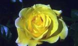 Rose jaune