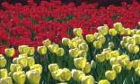 Tulipes