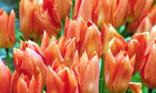 Tulipes orangées