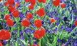 Tulipes et violettes