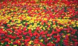 Champ de tulipes