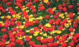 Tulipes