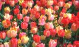 Tulipes