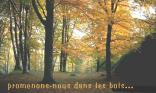 Forêt