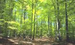 Verte forêt