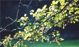Branche d arbre