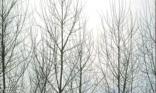 Forêt en hiver