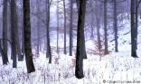Forêt enneigée