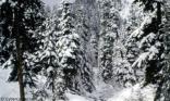 Sapins en hiver