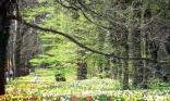 Forêt en fleur