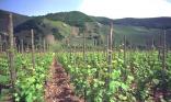 Vignoble