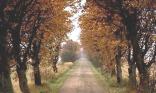 Route de campagne
