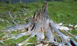 Arbre mort