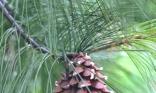 Branche de pin