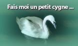 Fais-moi un cygne