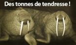de la tendresse