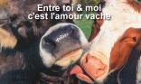 L amour vache