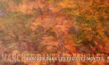 Des feuilles