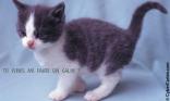 Chaton calin