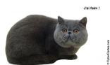 British Shorthair blue