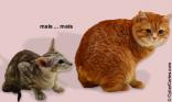 Deux chats