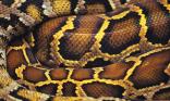 Serpent